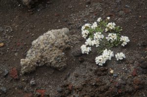 Fioriture nella lava